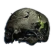 Preserved Cranium
